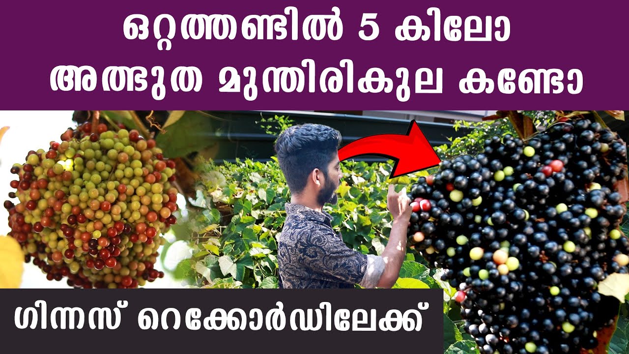 ഒറ്റത്തണ്ടിൽ 5 കിലോ, അത്ഭുത മുന്തിരികുല കണ്ടോ, ഗിന്നസ് റെക്കോർഡിലേക്ക് | Cambodian Grapes 🍇 🍇 🍇