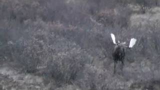 Yukon/ Alaskan Moose Hunt with Widrig Outfitters 2010