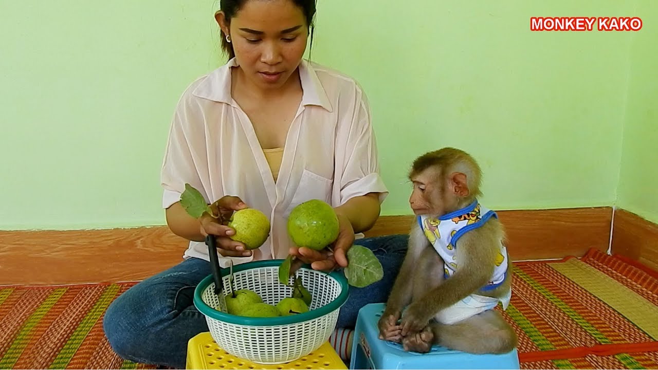 Adorable Monkey Kako Eating Sweet Guava Fruits With Mom | Baby Monkey Eat Guava Fruits