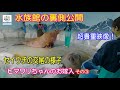 【セイウチ】水族館の裏側公開③!セイウチのお嫁入りとお引越し(伊勢シーパラダイス/水族館)