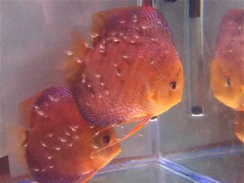 super eruption pair.AVI