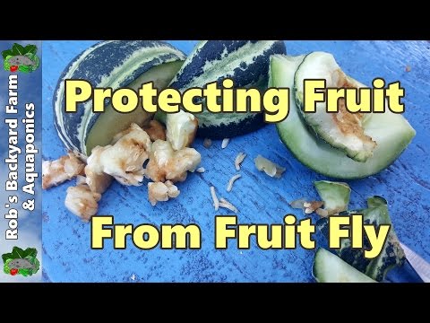 Video: Western Cherry Fruit Fly Identification: Tipps zur Bekämpfung von Kirschfruchtfliegen