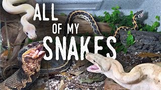 Feeding ALL of my SNAKES (Featuring my New COTTONMOUTH!)