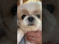 おはようずしグループ提供 #dog #シーズー