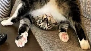 Funny animals - Funny cats / dogs - Funny animal videos 207