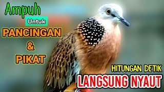 SUARA BURUNG TEKUKUR GACOR AMPUH UNTUK PIKAT DAN PANCINGAN CEPAT BUNYI