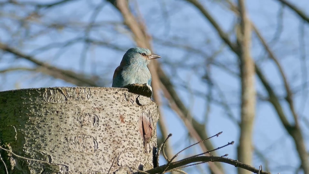 Ellekrage / European Roller (Coracias garrulus)