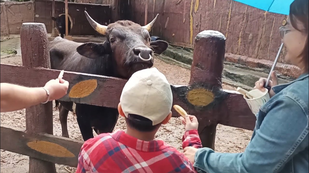 Part 1 Episode 1 Zoobic Safari The Happiest Place Morong Ilanin Forest West SBMA