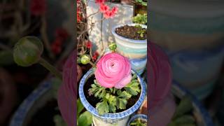 Try to plant Ranunculus flowers in my garden #plants #flowers #ranunculus #athome #garden #trywithme