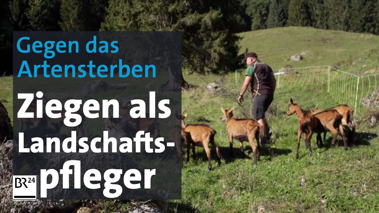 Landschaftspfleger: Mit Ziegen gegen das Artensterben | Abendschau | BR24