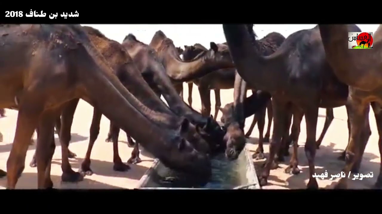 الشيخ /خالد بن طناف يتوجه في رحله الى صيف الربع الخالي عام 2018