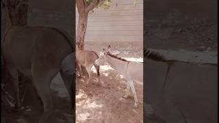 Village Animal Breeding Life | Donkey Farm Scene #animals #donkey #breeding #youtubeshorts #shorts