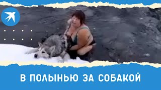 Прохожая кинулась в ледяную воду ради спасения хаски