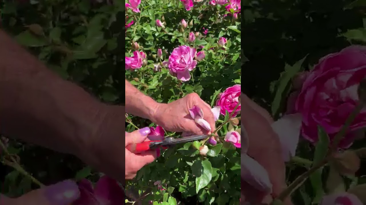 VVL GC deadhead floribunda roses 2020 04 08 - YouTube