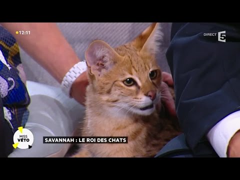 Le Savannah : un fauve dans son salon