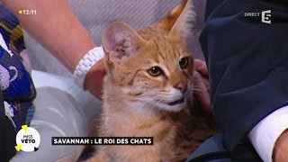 Le Savannah : un fauve dans son salon