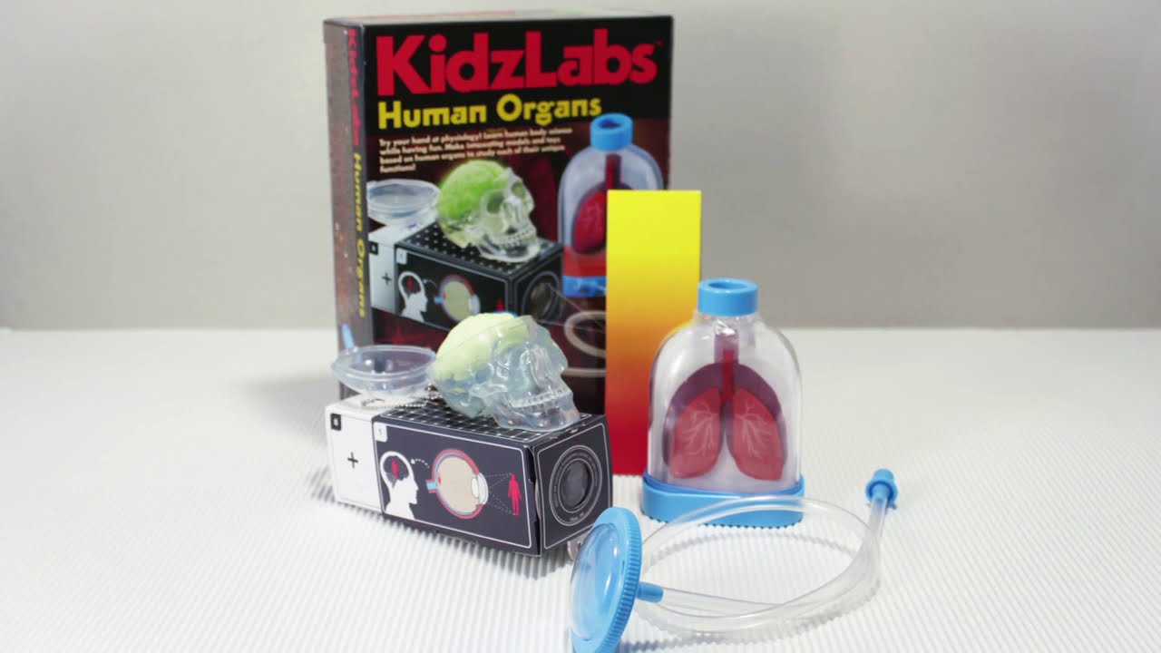 Набор для изучения органов человека 4M (00-03374)