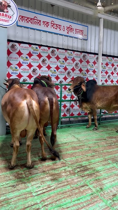 Largest Cattle Farm In The World Largest Cattle Farm In South Asia largest-cattle-farm-in-the-world-largest-cattle-farm-in-south-asia