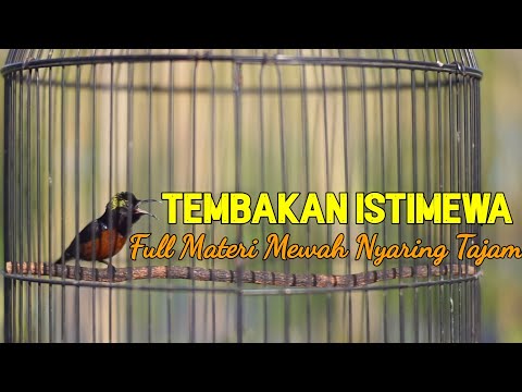 KONIN GACOR SULTAN NEWAH! MASTERAN PANCINGAN KONIN GACOR FUL ISIAN BREN PANJANG COCOK UNTUK MASTERAN