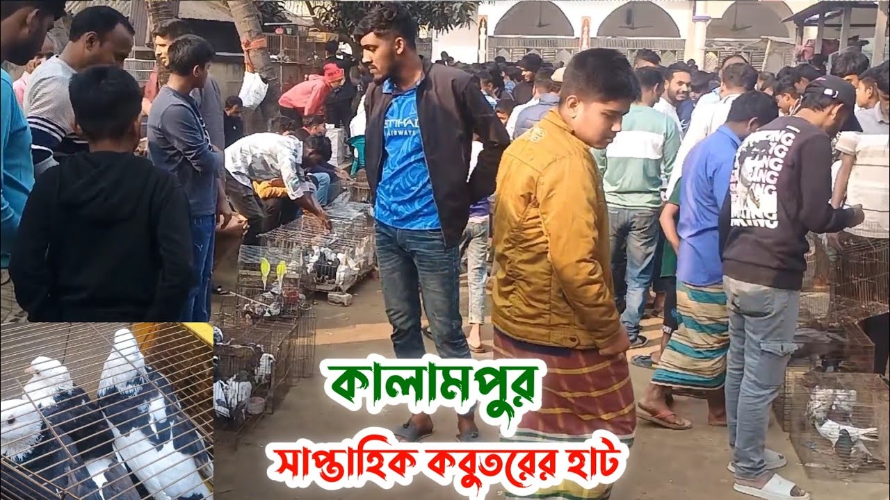 কালামপুর সাপ্তাহিক কবুতরের হাট | বর্তমানে কবুতরের দাম | Kobutor hat 29/01/2026