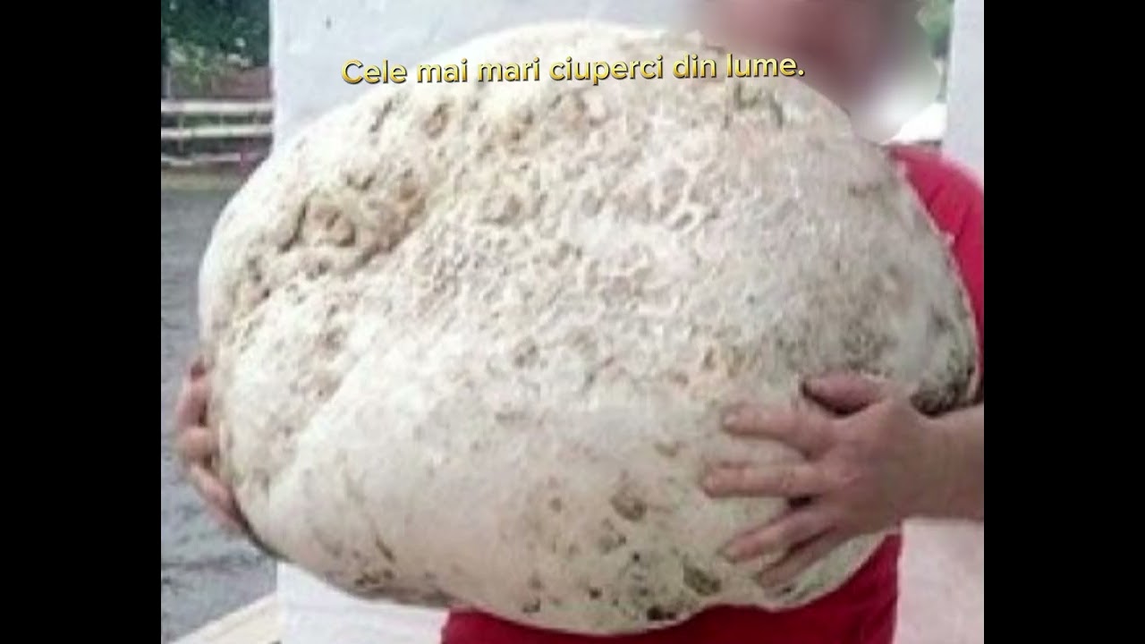 Cele mai mari ciuperci din lume 