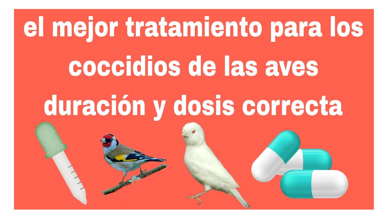 El mejor tratamiento para los coccidios, de las aves duración y dosis correcta 