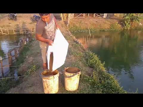 budidaya-ikan-lele-dengn-hasil-1,8-ton