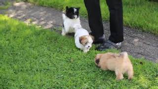 Maltipoo Puppies for Sale