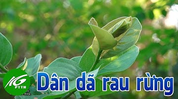 Ký ức miền quê | Dân dã rau rừng | THKG