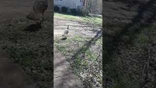 My new Sidekick! [CHANNEL UPDATE]