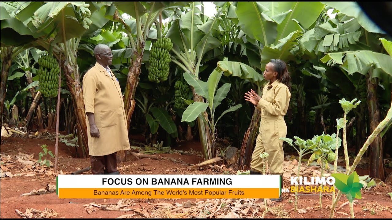 Сельское хозяйство и бизнес | Выращивание бананов