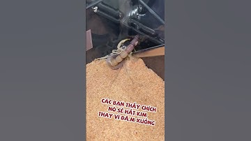 Bò cạp tấn công #shorts