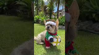 Pet Paw-fection: Santa's Little Yelper Costume Unboxing and Festive Fun! 🐶