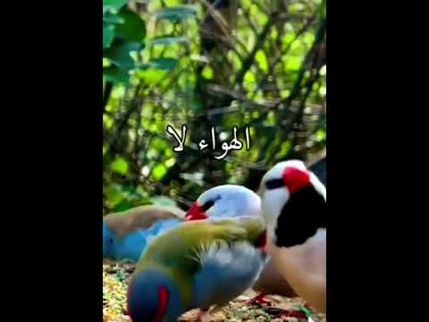 من اقول ابن القيم اسمع ماذا يقول ابن القيم رحمه الله إن أشد عقوبة في الدنيا سعد العتيق 