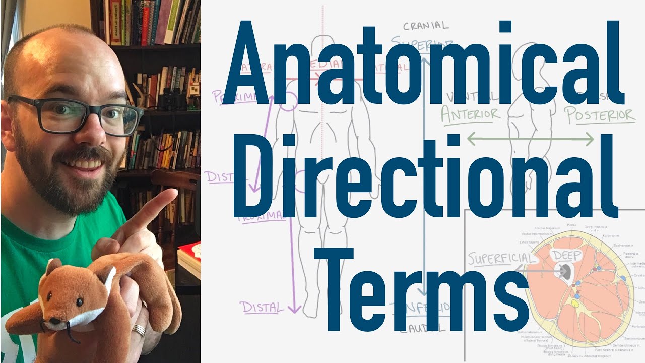 Anatomical Directional Terms - Why Doctors Use Big Words to Describe Where Things Are