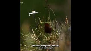 Edelweiss, bunga yang melambangkan cinta sejati dan keabadian. #bunga #edelweis #alam #hutan