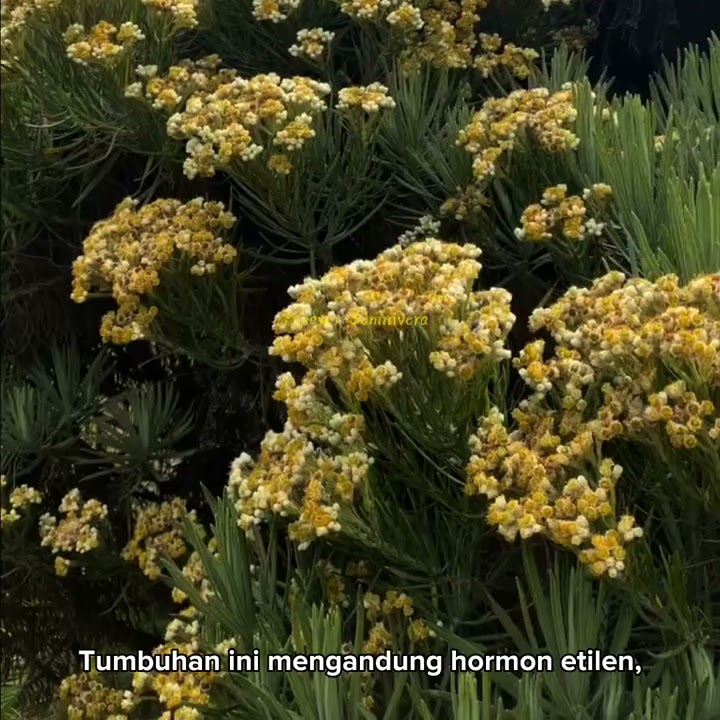 Edelweiss, bunga yang melambangkan cinta sejati dan keabadian. #bunga #edelweis #alam #hutan