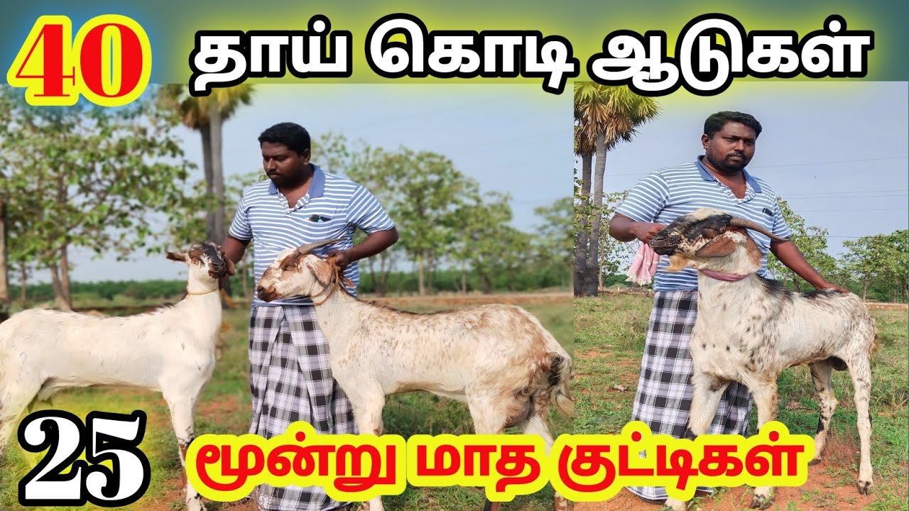 Big size kodi goat forming tuticorin / ஆடு வளர்ப்பில் அசத்தும் இளைஞர்/Tamilar nilam.