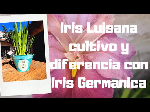 Video: Iris bulbosa: una excelente opción para cualquier rincón de su sitio