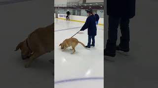 Hockey Dog #animals #nhl #shorts