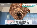 いつもと違う今年のスズメバチ　気温が下がり活動活発に…住民悩ますスズメバチ駆除へ“ベテランハンター”に密着