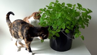 How To Grow Catnip In Water  The Kratky Method