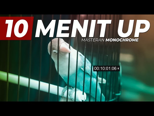 MASTERAN LOVEBIRD DURASI 10 MENIT UP - MONOCHROME class=