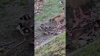 Eyqptian goose with 9 Chicks / Nilgans mit 9 Küken am Rhein - Ludwigshafen am Rhein