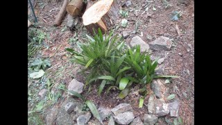 Needle Palms Breeze through cold  Winter weather