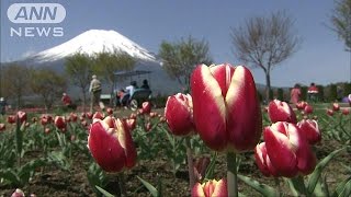 チューリップ10万咲き誇る　富士山背景に色とりどり(16/04/30)