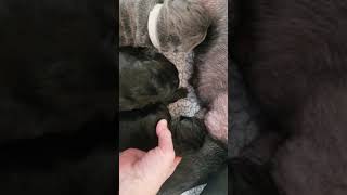 M- Litter 3 Days Old