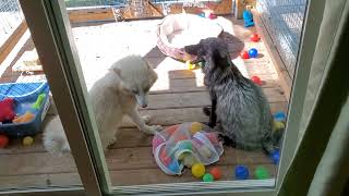 Bongo and Shadow battle over the deck