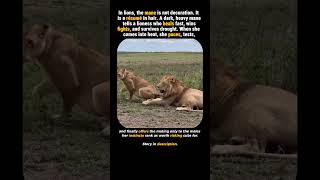 Lioness Runs the Casting      #wildlife #lion #animalshorts #nature #animalfacts #viral #wildcats