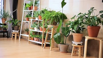 공간마다 어울리는 식물은 따로 있다. 공간별 공기정화식물 추천!